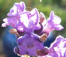 Lavandula Angustifolia